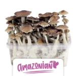 ShinyFlakes Zuchtset ‚PES Amazonian‘