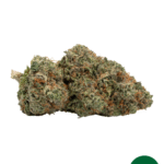 Tropical Mango